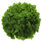 SALADE FEUILLE CHENE BLONDE 10PCS